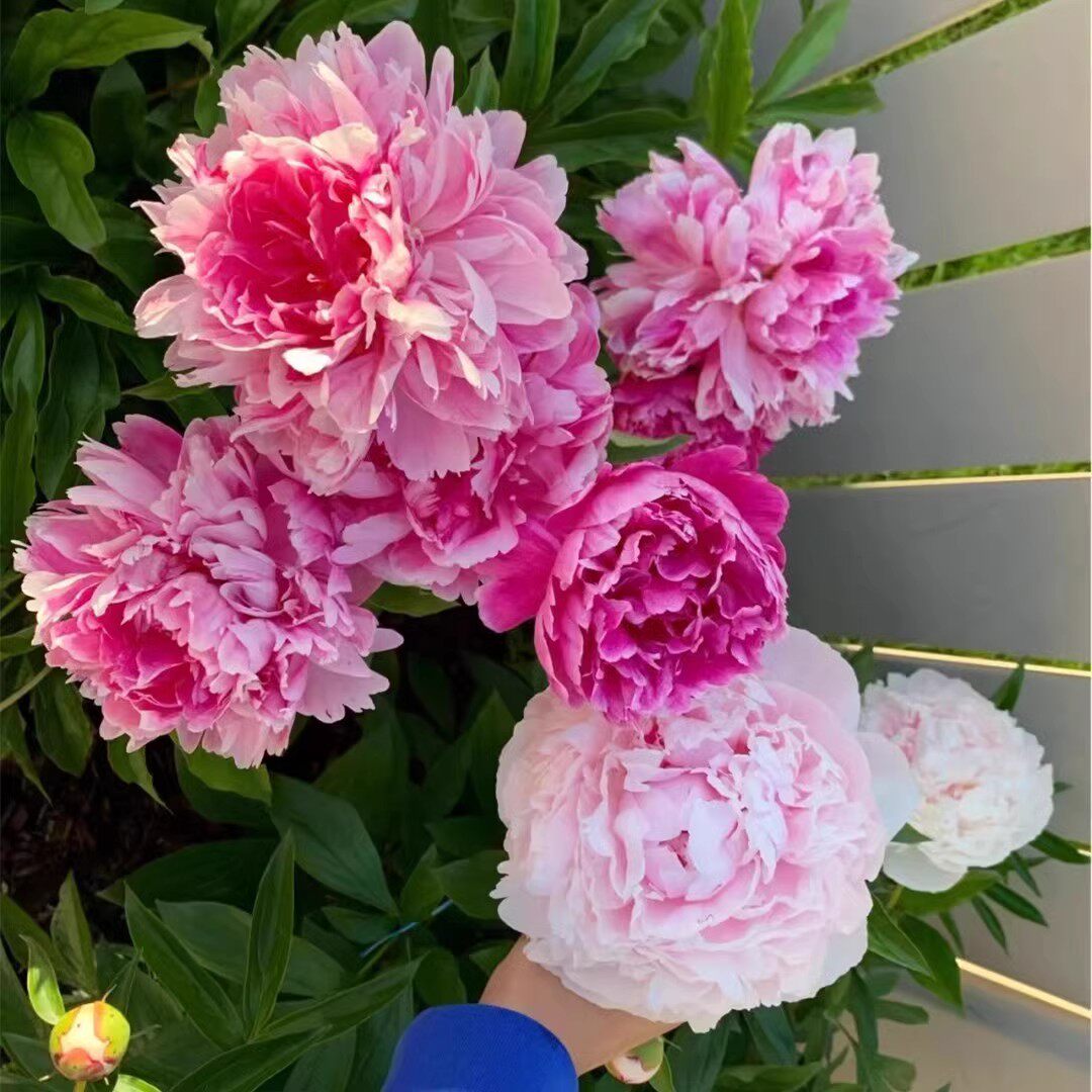 芍药花根块四季开花盆栽牡丹花苗室内外庭院花卉观花植物芍药种球