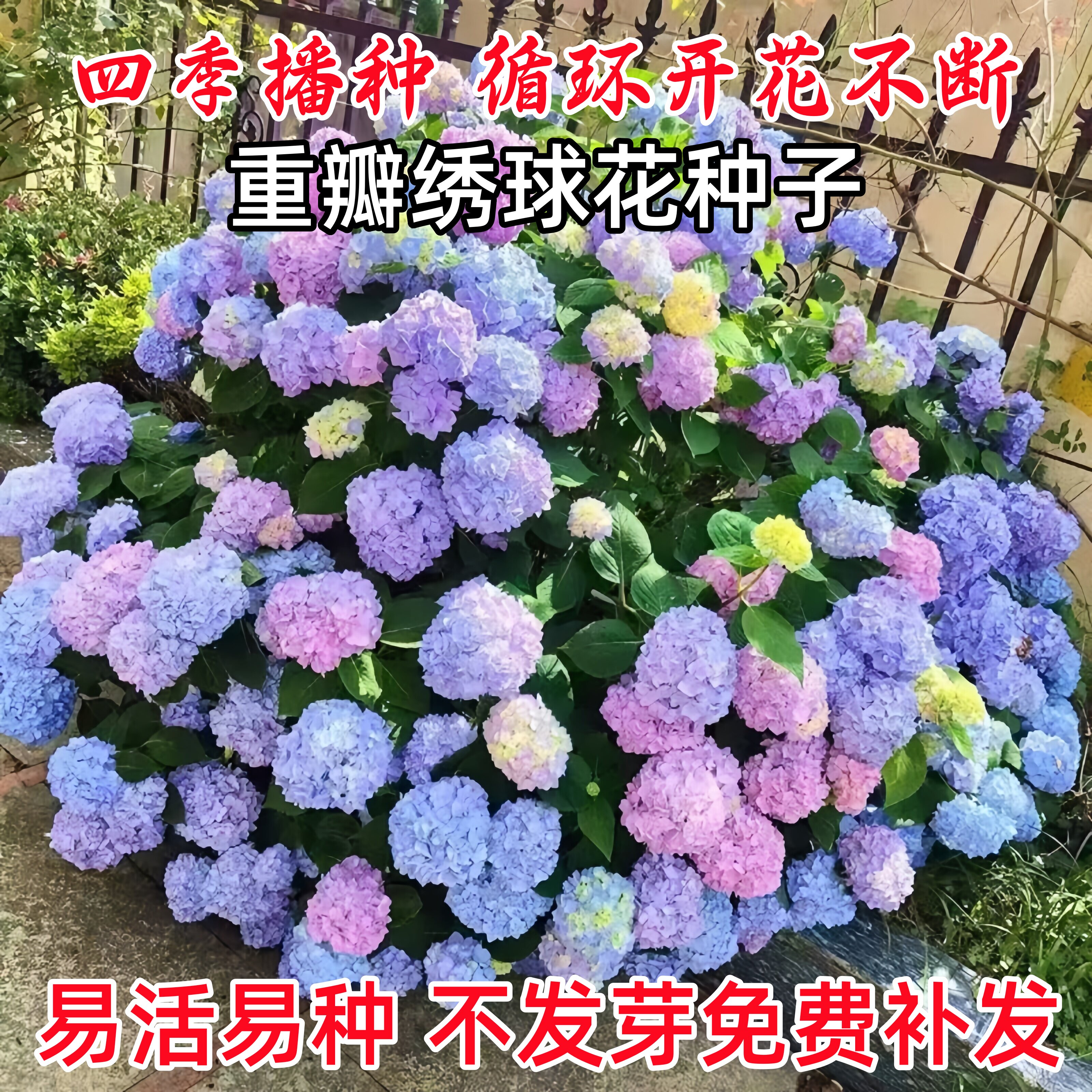 混色重瓣绣球花种子四季开花易活室内外花卉盆栽植物庭院花种籽子