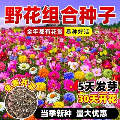 野花组合花种子四季播种开花室外格桑花种孑室外庭院易活花种籽子