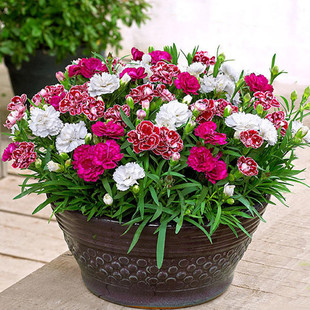 五彩石竹花种子室内外盆栽庭院四季开花易活欧美国常夏石竹种籽子