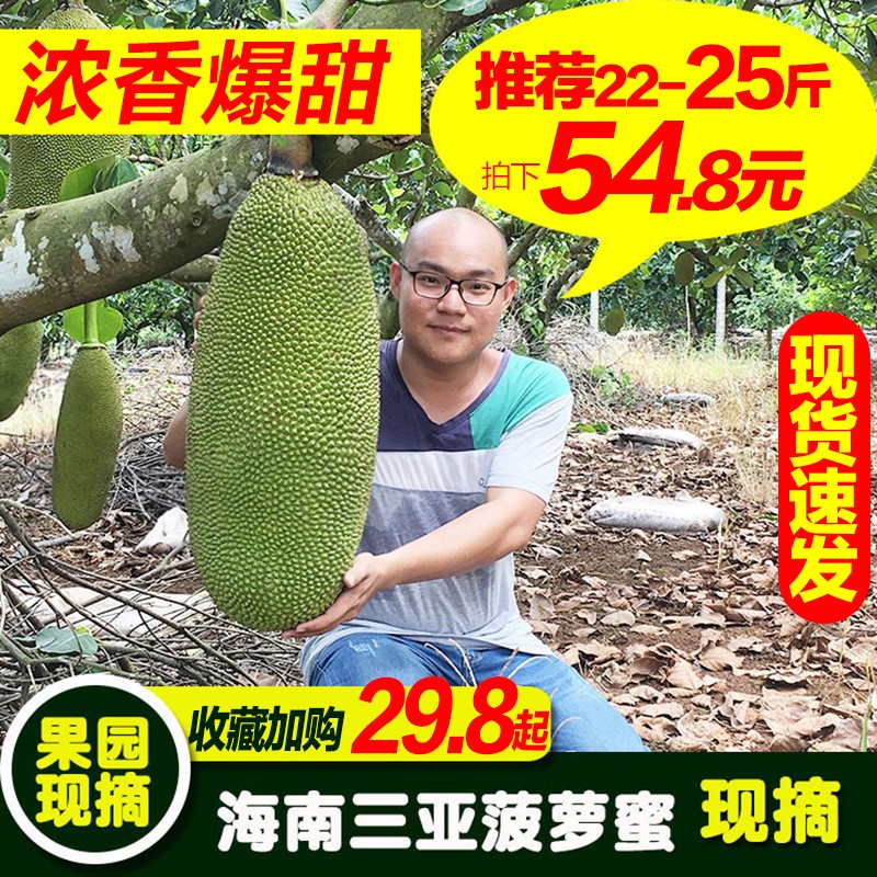 20-30斤海南三亚黄肉菠萝蜜新鲜水果整箱果园现摘整个波罗蜜包邮