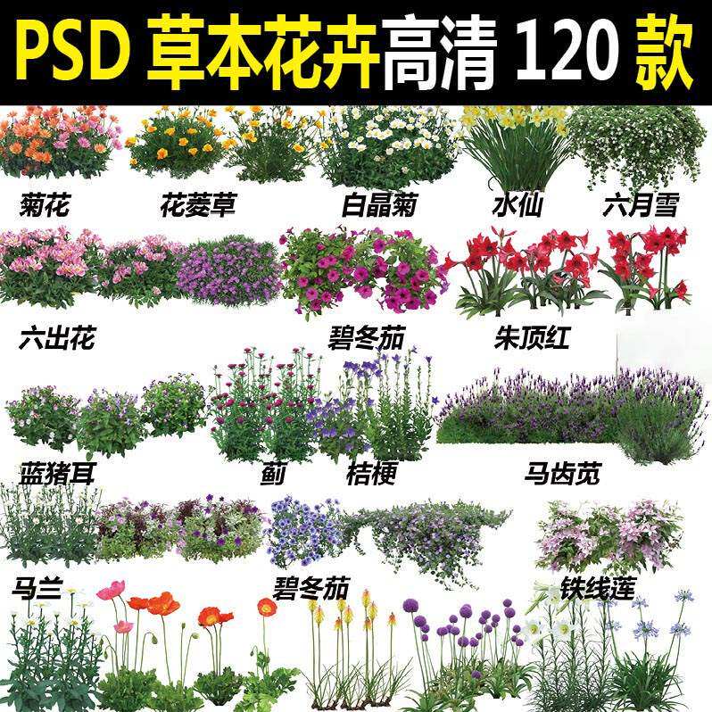 ps高清园林景观立面草本植物耐阴宿根球根水生花卉psd花境素材