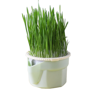 森森！猫草杯水培无土猫咪零食猫草籽猫草盆栽无土壤种植套装化毛