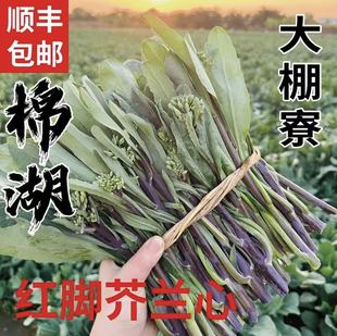 正宗棉湖红脚芥蓝花大棚寮红脚芥蓝现摘新鲜发货潮汕农家菜