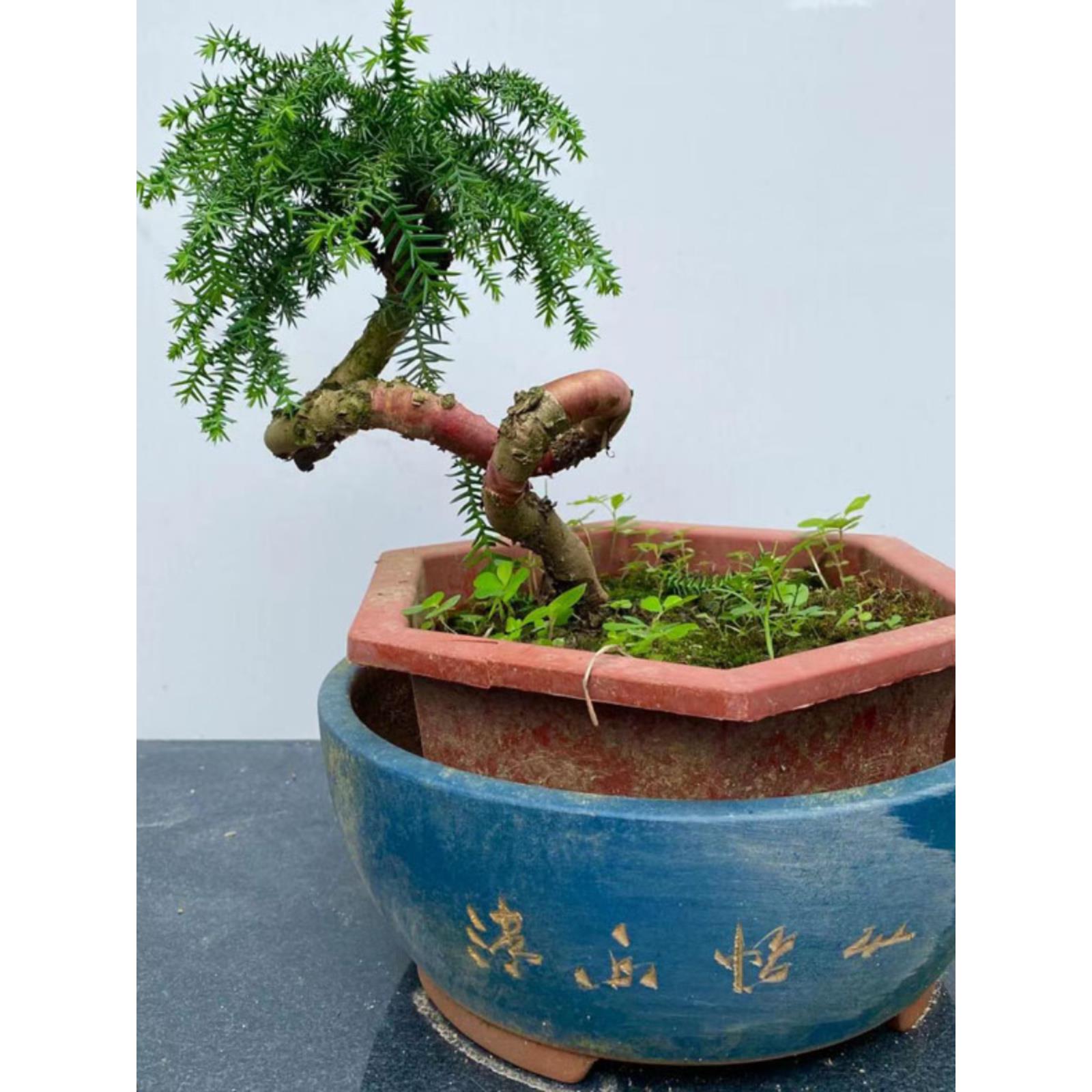 澳洲杉盆栽精品微型景观客厅桌面绿植四季常青净化空气好养植物