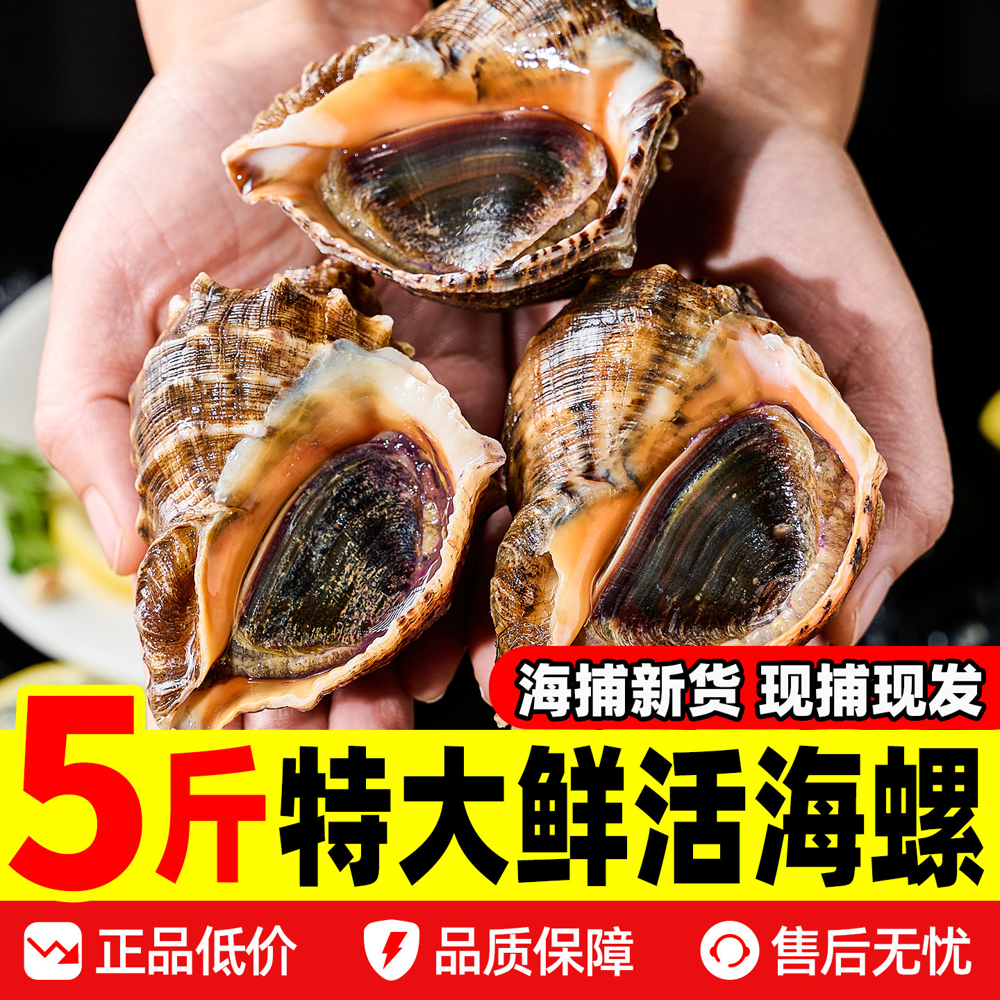 海螺特大号鲜活海螺大海螺新鲜贝类海鲜水产海螺肉鲜捕现发大海螺