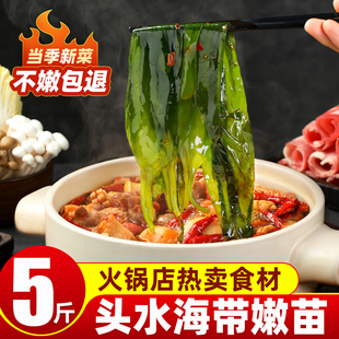海带苗霞浦特产级盐渍海带苗芽新鲜嫩苗商用火锅专用海带苗旗舰店