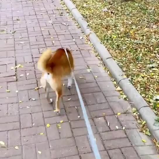 宠物牵引绳伸缩猫咪狗狗