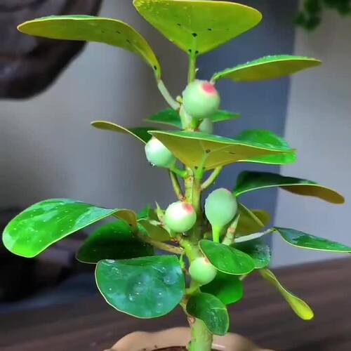 小盼菩提树盆栽植物室内