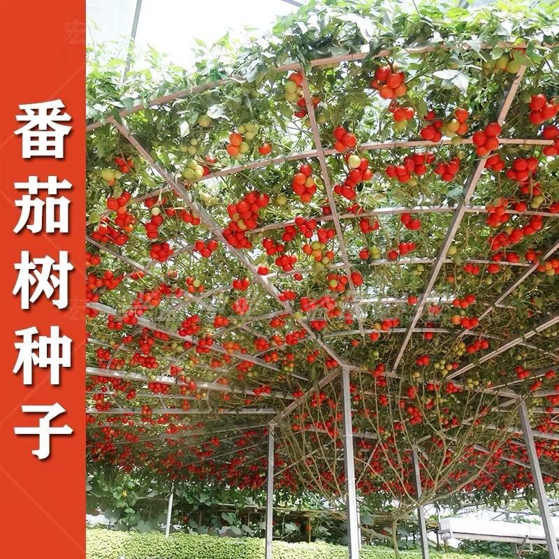 蔬菜多年生食用西红柿番茄种子