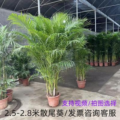散尾葵盆栽凤尾竹办公室室内客厅大型绿植袖珍椰子夏威夷花卉植物