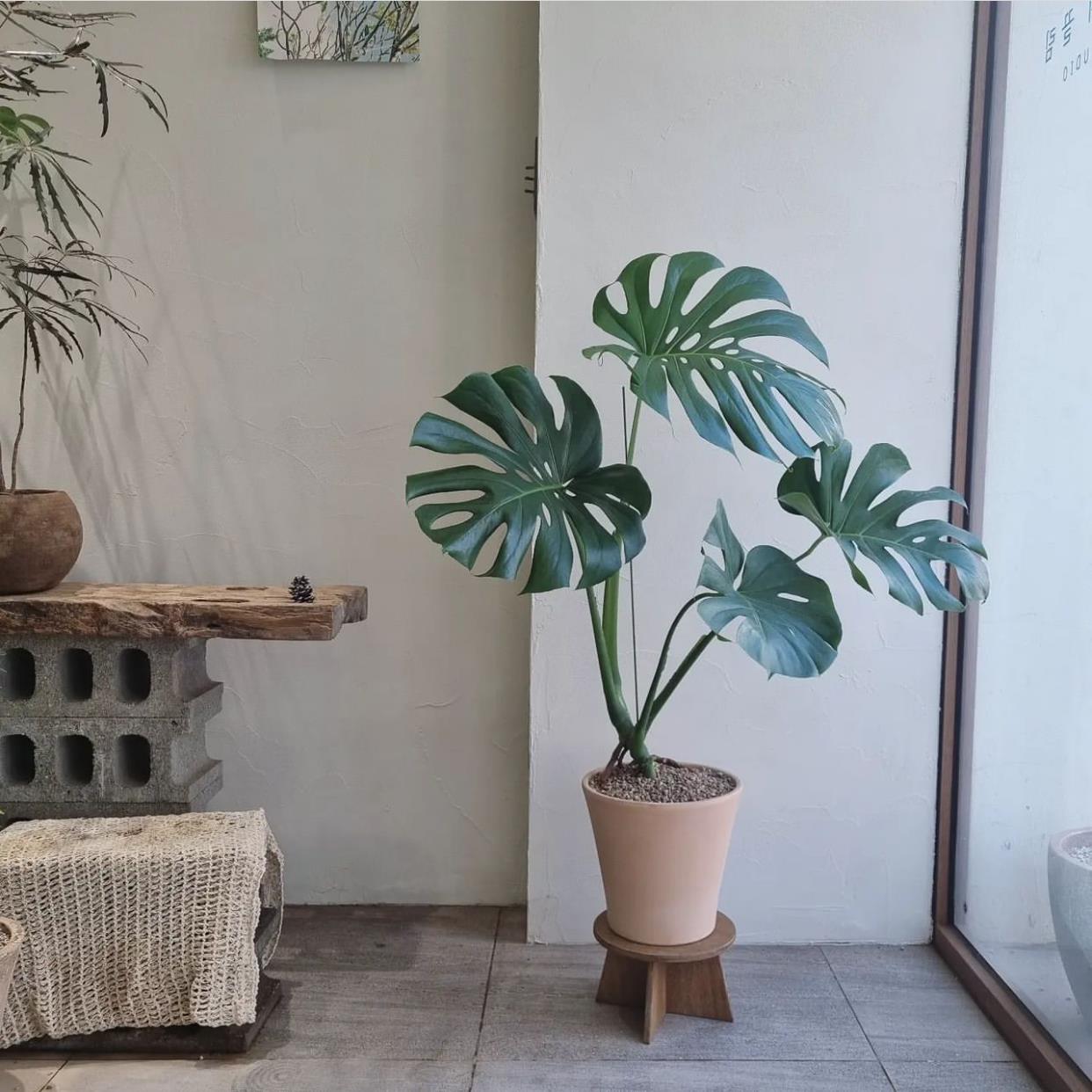 苏太植物 老桩龟背芋盆栽室内客厅大型绿植净化空气大叶植物