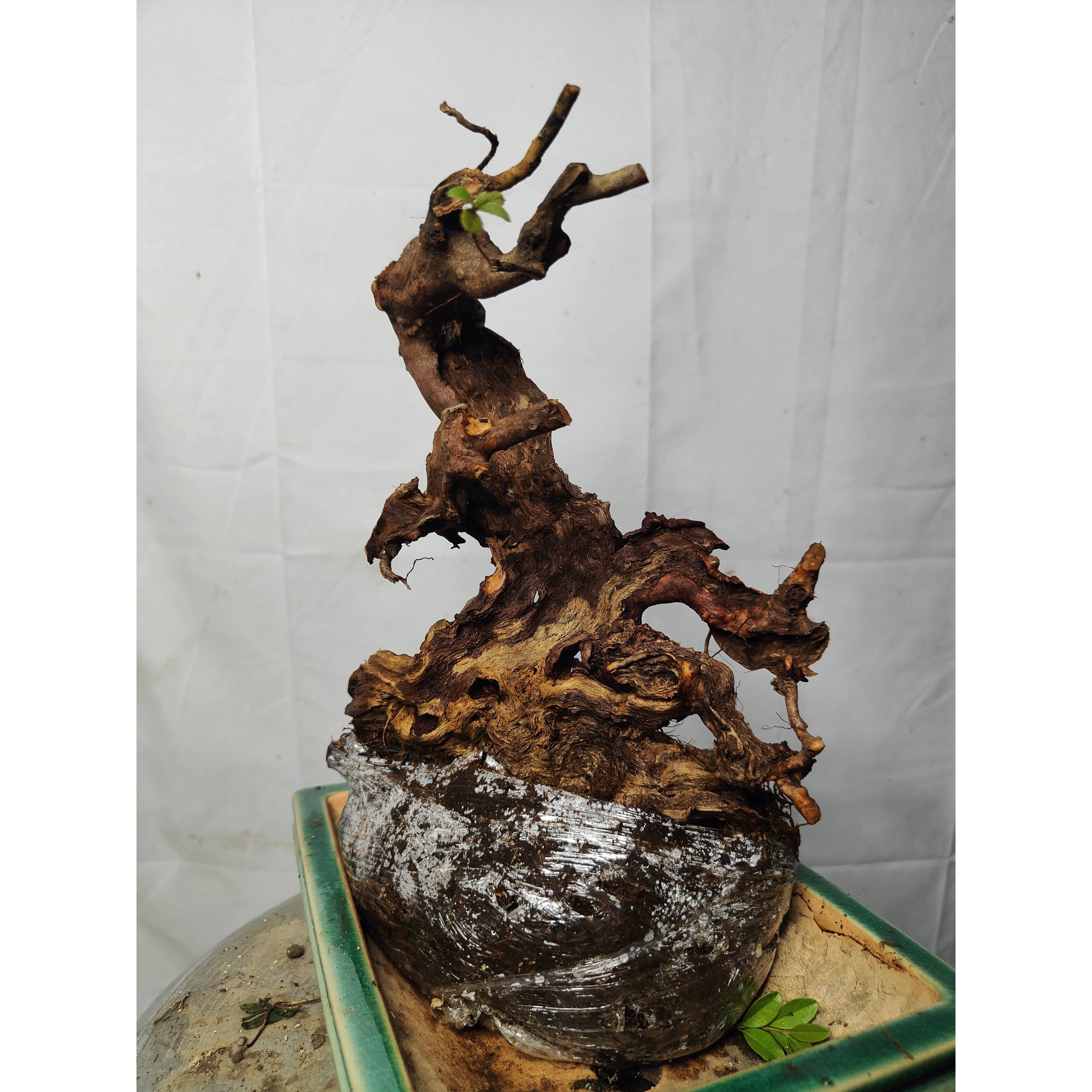 映山红盆景怪桩映山红盆景红花映山红盆景鸡血红映山红盆景盆栽