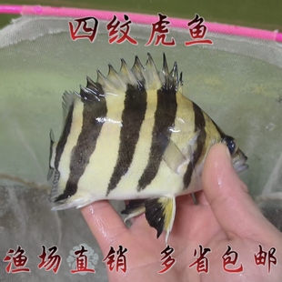 印尼四纹虎鱼活鱼热带观赏鱼淡水热带鱼龙鱼配鱼练手虎鱼淡水鱼