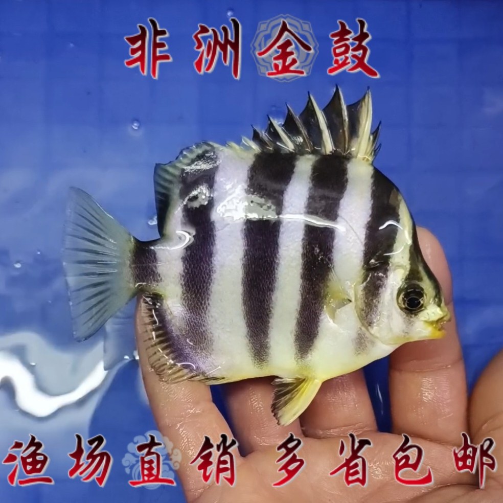非洲金鼓鱼长明四纹虎鱼活体鱼龙鱼