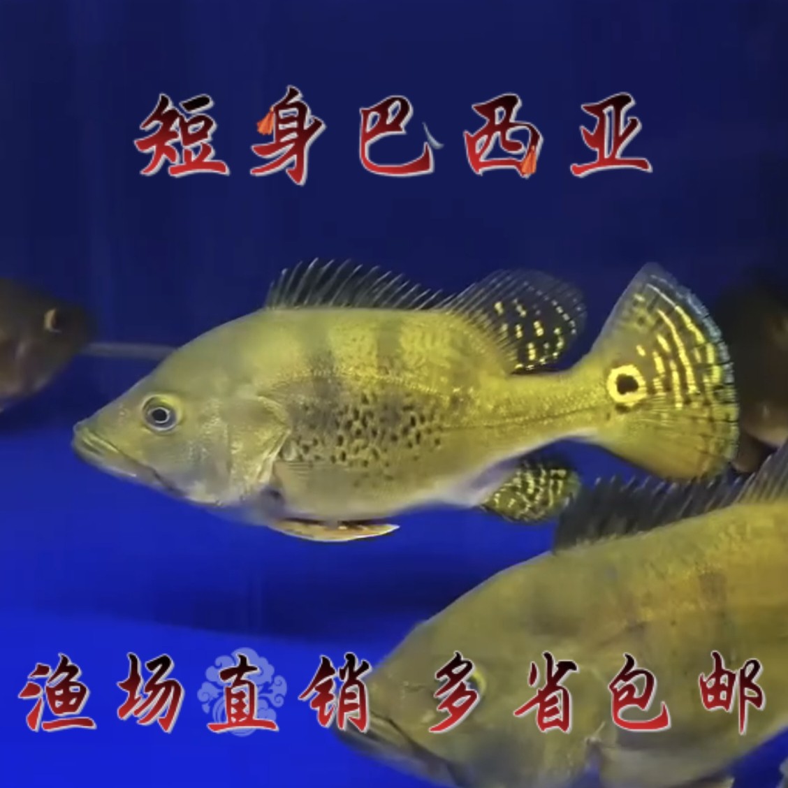 短身巴西亚鱼球体巴西亚三间鱼热鱼