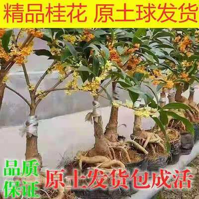 流苏嫁接桂花树苗庭院阳台金桂盆栽室内绿植浓香型四季开花