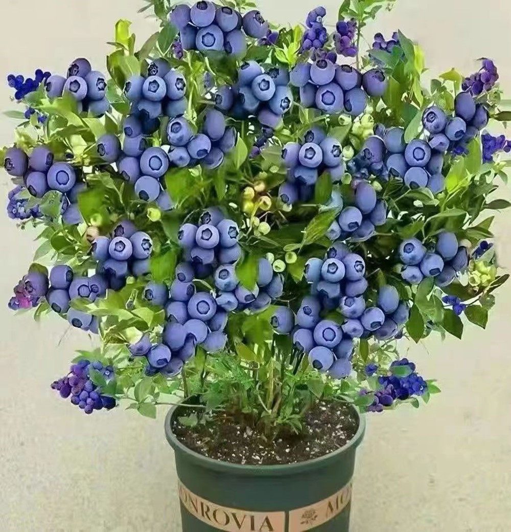 蓝莓树苗蓝金蓝莓南方北方抗寒超蓝莓盆栽