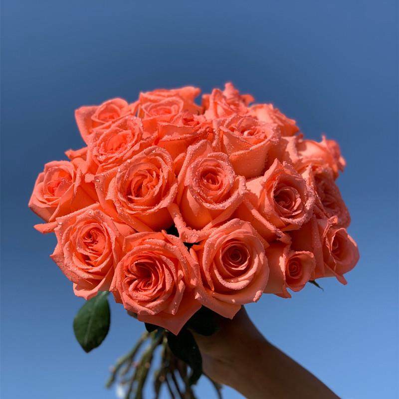 惠惠的花园切花月季 影星 多季开花直立性好勤花阳台庭院盆栽花卉