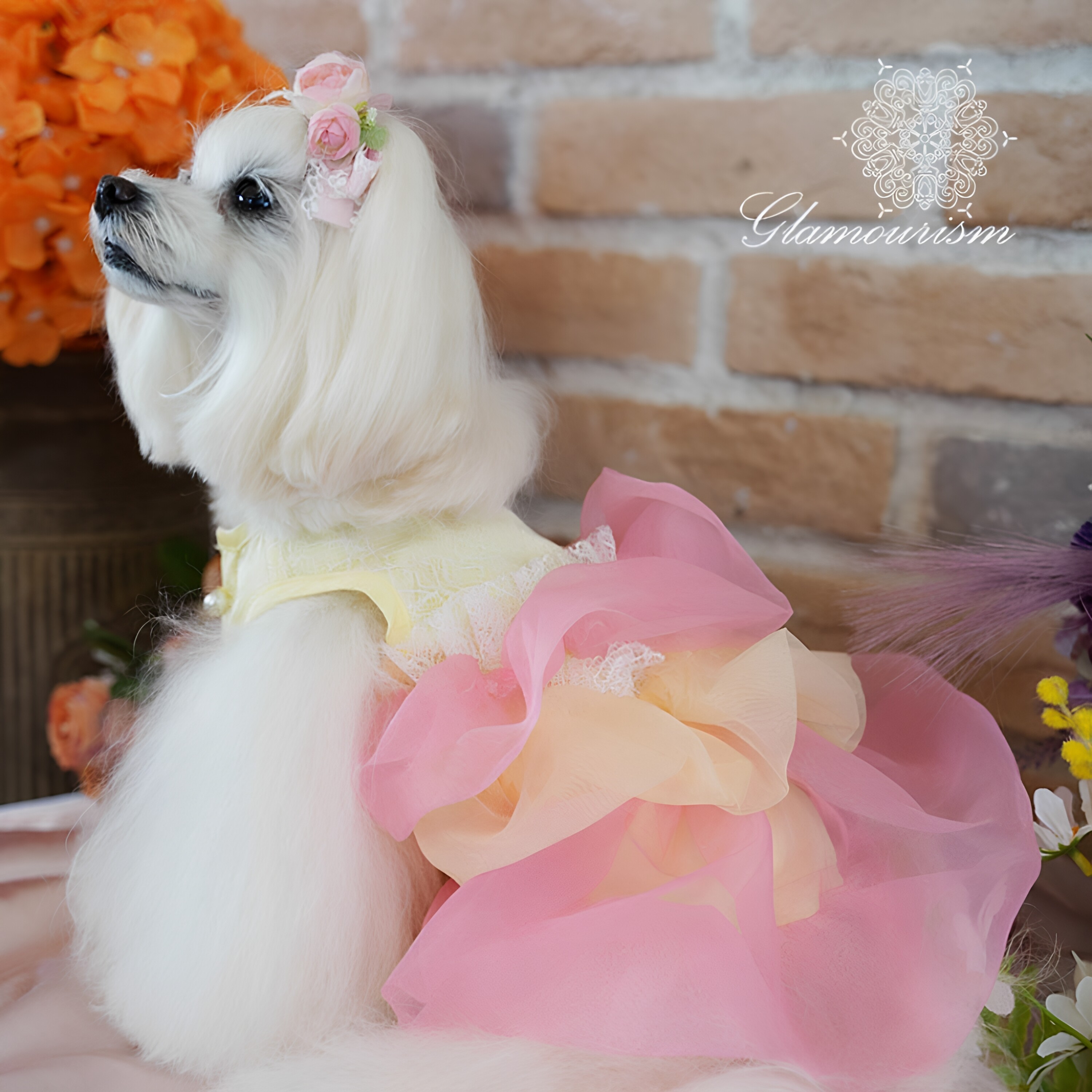 魅意Glamourism 日本品牌宠物服装 黛诗蓬蓬连身裙 优雅甜美可爱
