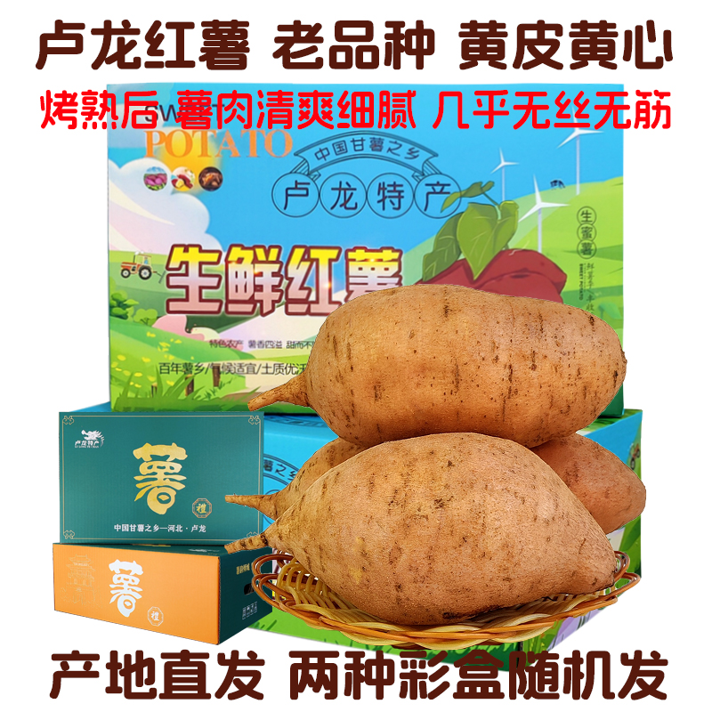卢龙红薯老品种北京553黄皮黄心