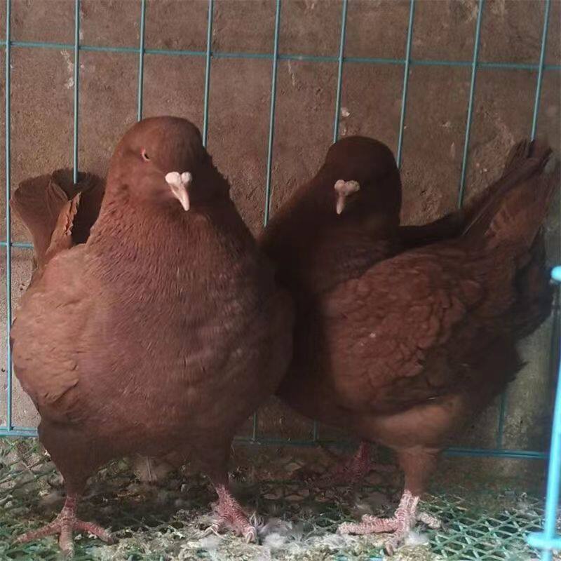 大体活体元宝鸽观赏鸽特大肉鸽公斤鸽青年种鸽一对可涨到8斤左右