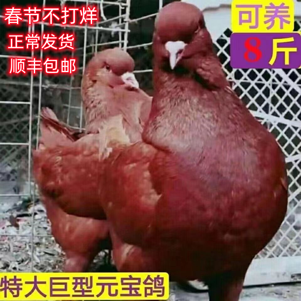 大体活体元宝鸽观赏鸽特大肉鸽公斤鸽青年种鸽一对可涨到8斤左右