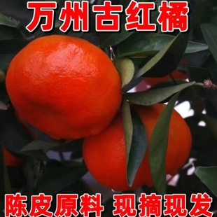万州古红橘产地大红袍橘子手剥桔子陈皮原料新鲜水果大果四川红桔