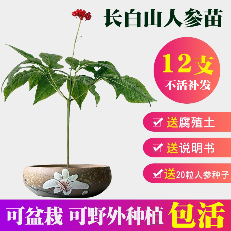 12支装长白山人参苗种植盆栽种子带土野外人参苗可煲汤可种植包邮