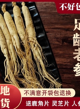 整支生晒参干人参东北人参吉林长白山脉人参新鲜白参干人参可切片