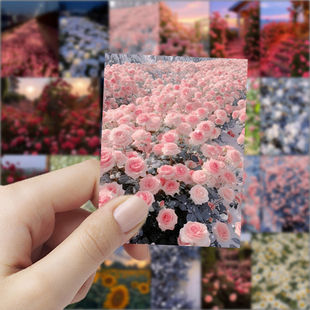 新款花海贴纸创意个性周边手账桌面diy手机笔记本装饰防水贴画