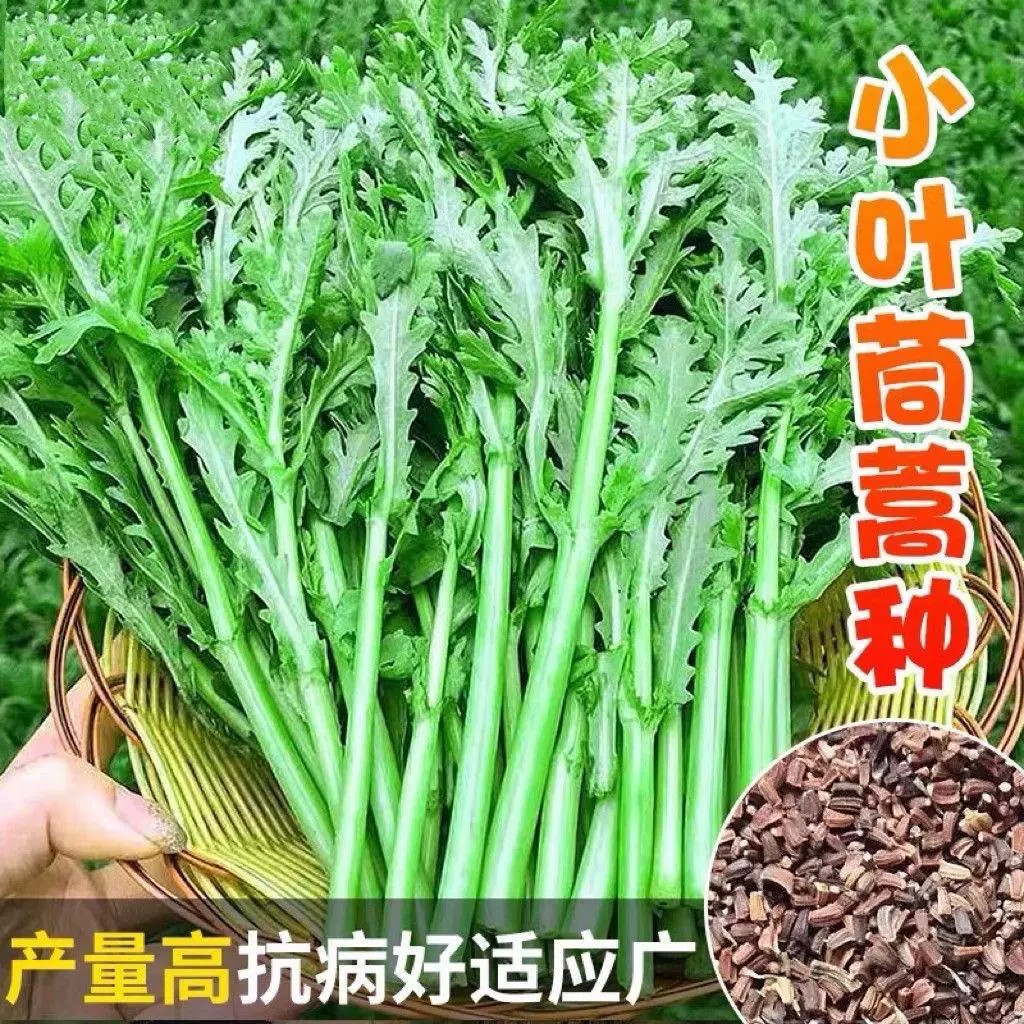 兰妃小叶茼蒿种子耐寒四季易种