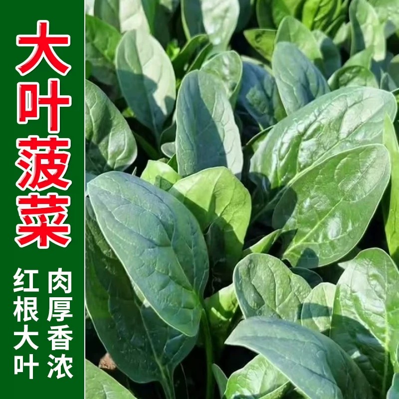圆叶菠菜种子四季蔬菜冬季籽种耐寒种籽盆栽菜种大叶波菜孑菜籽子