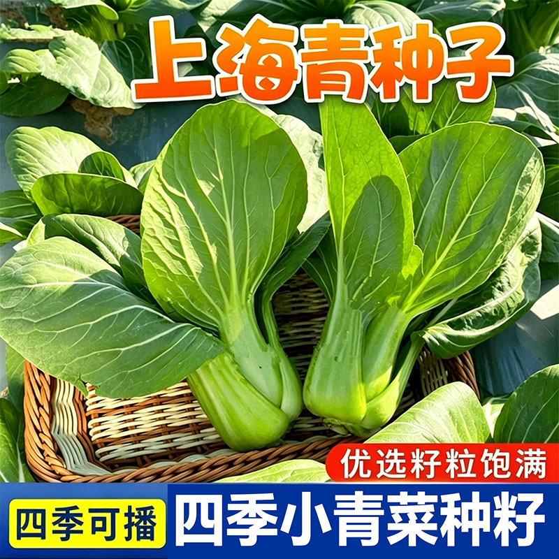 兰妃上海青种子耐热耐高温95纯度