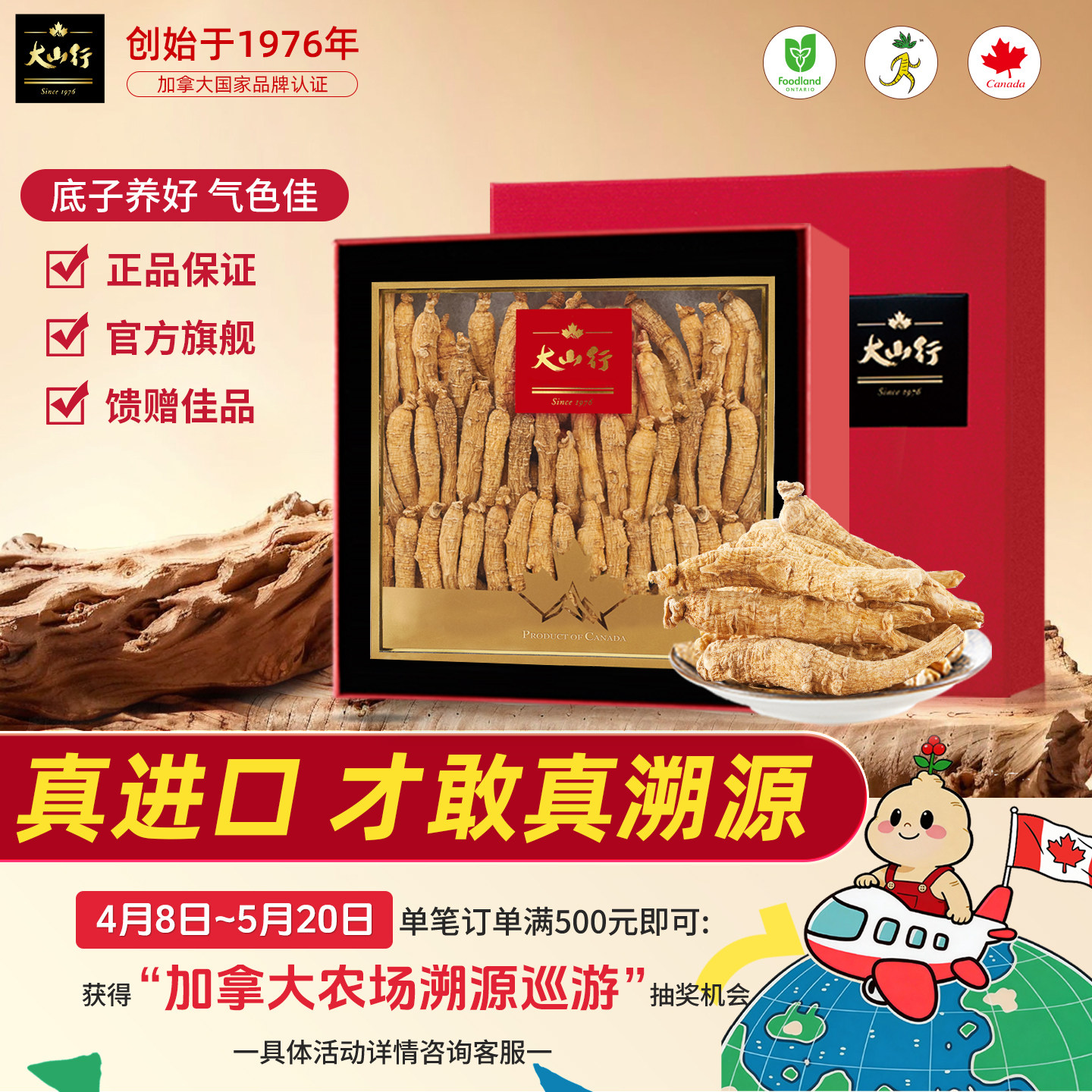 【520礼物】大山行西洋参整枝120g礼盒加拿大进口送礼品长辈亲戚