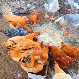 散养土鸡正宗农家2年老公鸡新鲜自养2年竹林鸡走地鸡