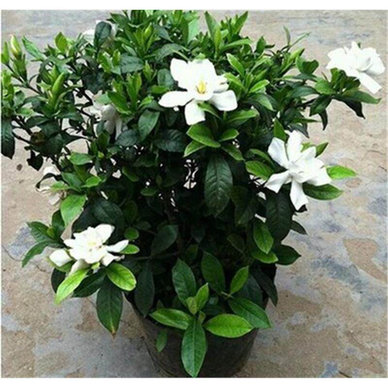 小叶栀子花盆栽大叶牡丹栀子花苗阳台室内外植物浓香花卉盆栽盆景