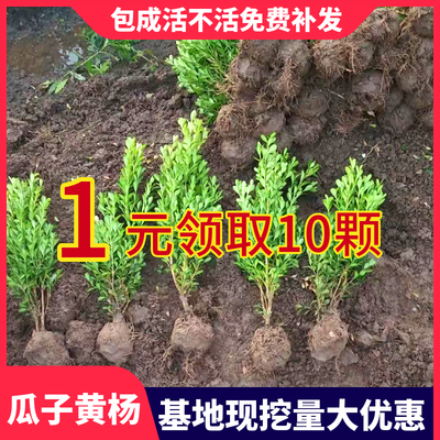小叶黄杨苗瓜子黄杨树苗大叶黄杨苗冬青苗庭院绿篱地栽绿化工程苗