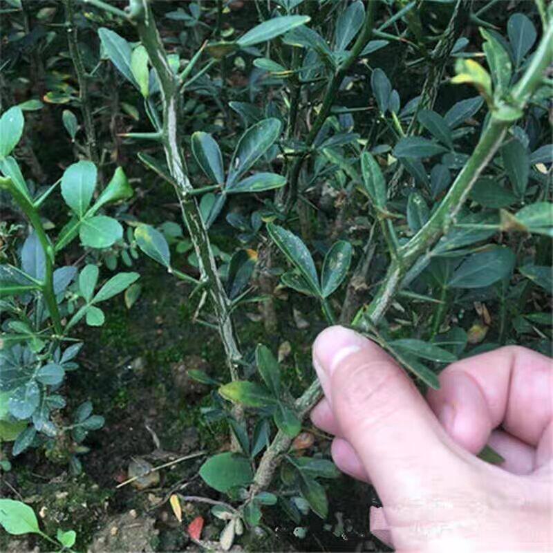 带刺篱笆枸橘苗枳壳苗篱笆栅栏铁篱寨枳实苗嫁接砧木护院带刺植物