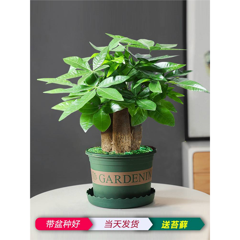 发财树盆栽植物室内花卉小绿植客厅好养活办公室招财摇钱树盆景大