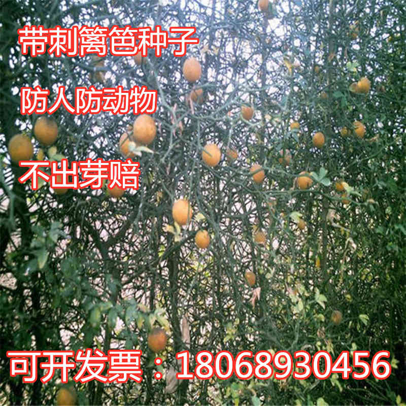 造刺树苗枸橘苗枳壳苗臭橘苗庭院果园菜园鱼塘围墙篱笆墙带刺植物