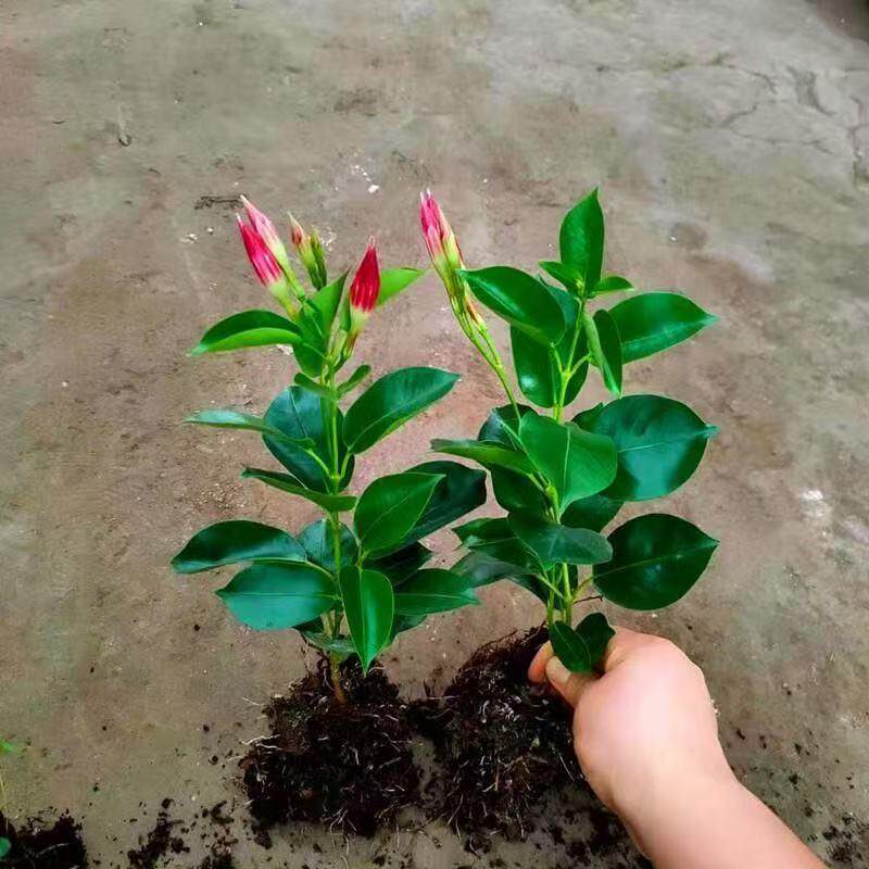 飘香藤四季开花爬藤植物红色双喜藤花苗阳台室内夏季花卉盆栽包邮