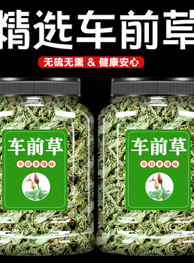 车前草野生中药材泡水喝的功效作用新鲜干货500g克配夏枯草袋泡茶