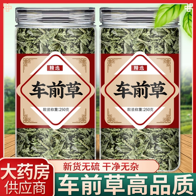 野生车前草泡茶新鲜干货纯