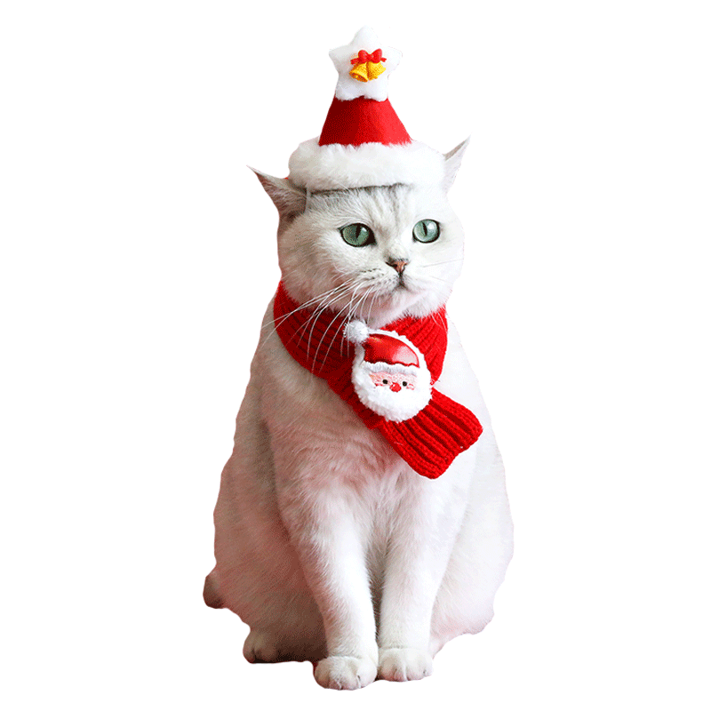 小猫幼猫可爱衣服围嘴领结