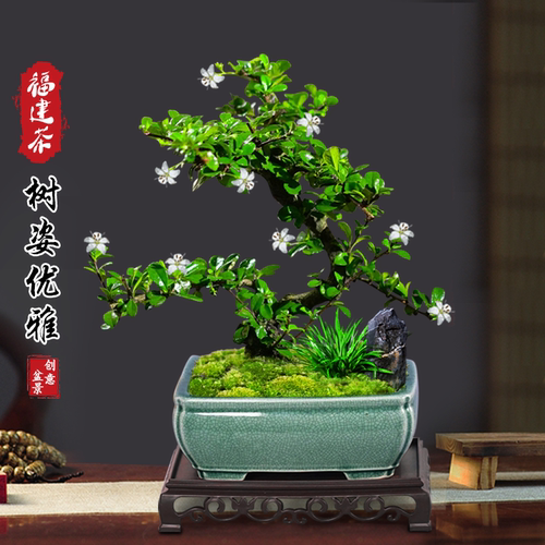 福建茶盆栽书房茶几客厅