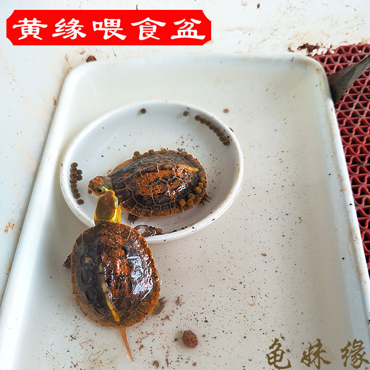 nomo食盆喂食泡澡水盆