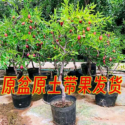嫁接枣树苗南方北方种植盆栽地栽阳台庭院带盆土带花发货当年结果