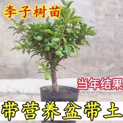 嫁接李子苗南方北方盆栽地栽阳台庭院种植蜂糖李子果树苗当年结果