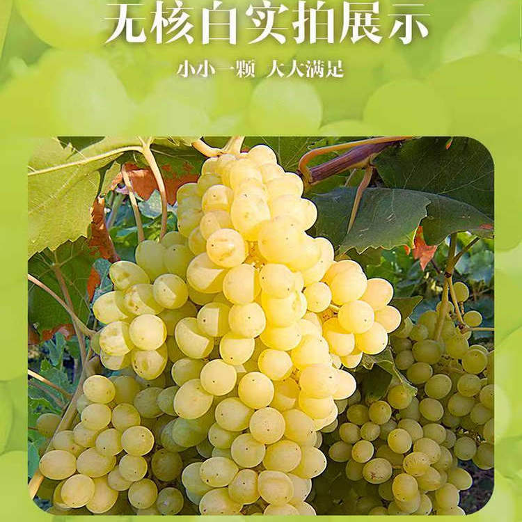 吐鲁番无核白鲜葡萄干无籽4斤±100g/箱【顺丰冷链陆运西安仓发货